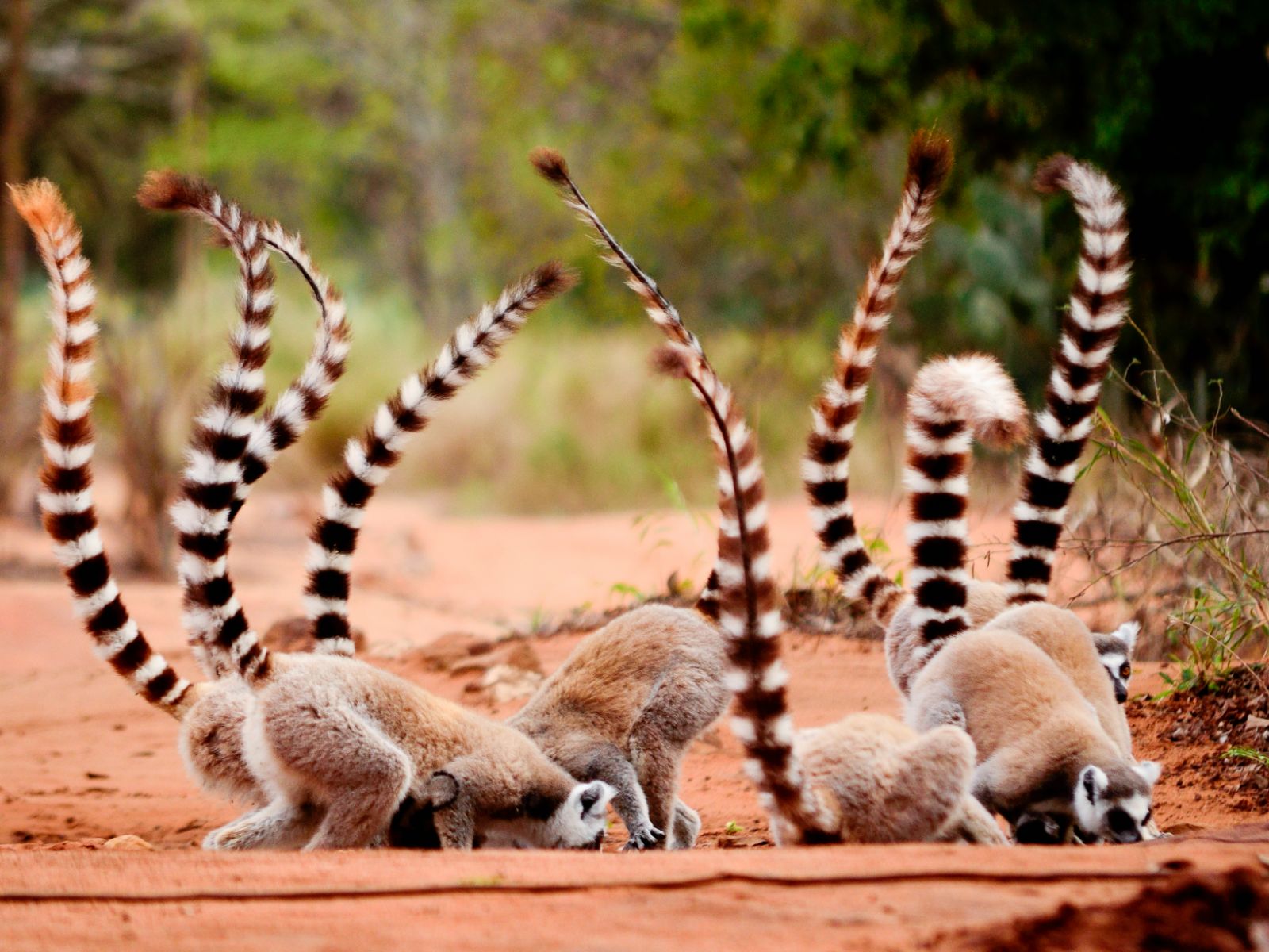 Group of ring-tailed lemurs feeding in Madagascar