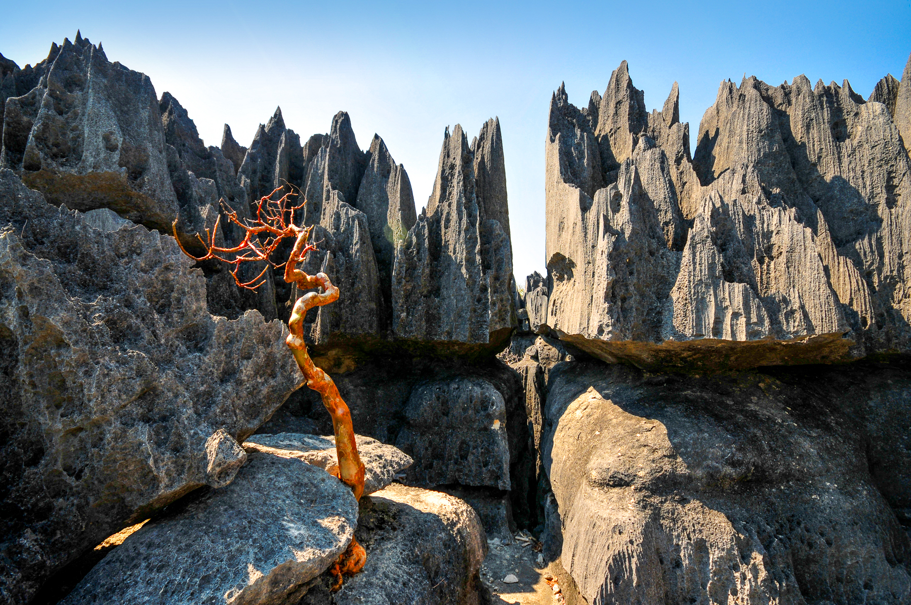 A tree growing amongst the tsingy of Namoroka National Park