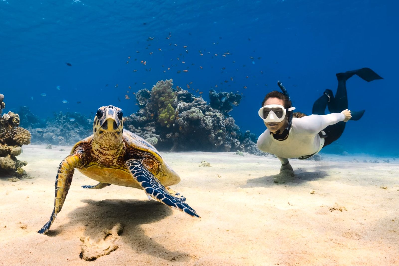 A woman diving with a turtle