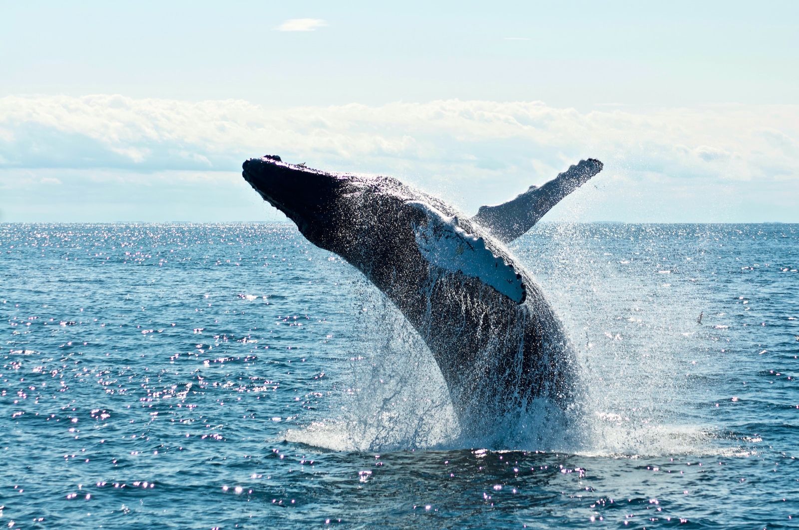 A humpback whale breaching the ocean's surface
