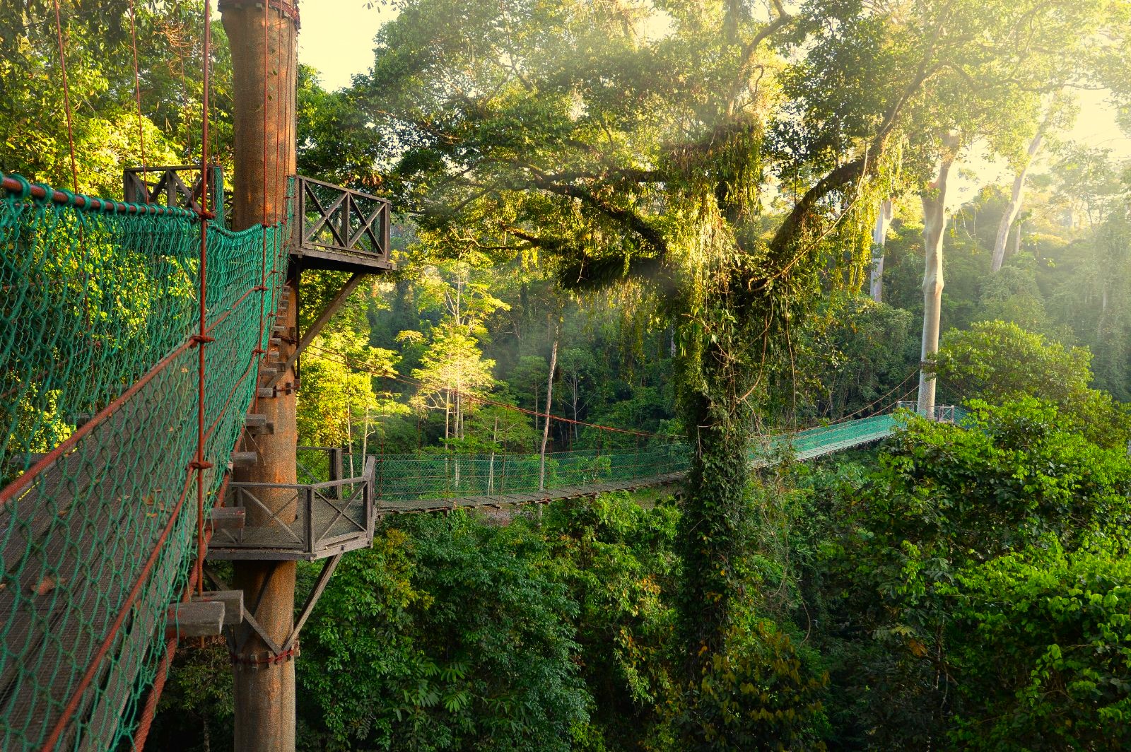 Canopy walkway at Borneo Rainforest Lodge in Malaysia's Danum Valley