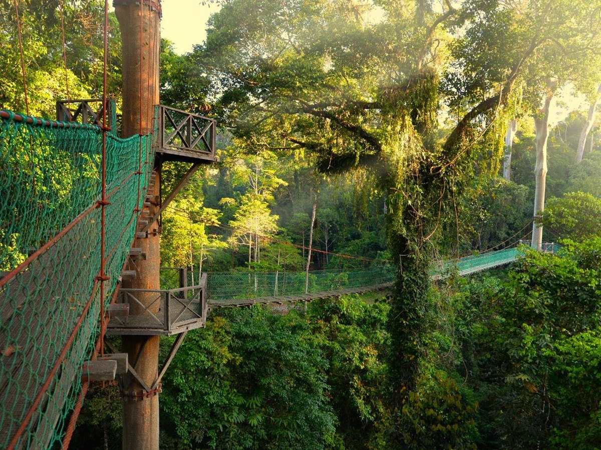 Canopy walkway at Borneo Rainforest Lodge in Malaysia's Danum Valley