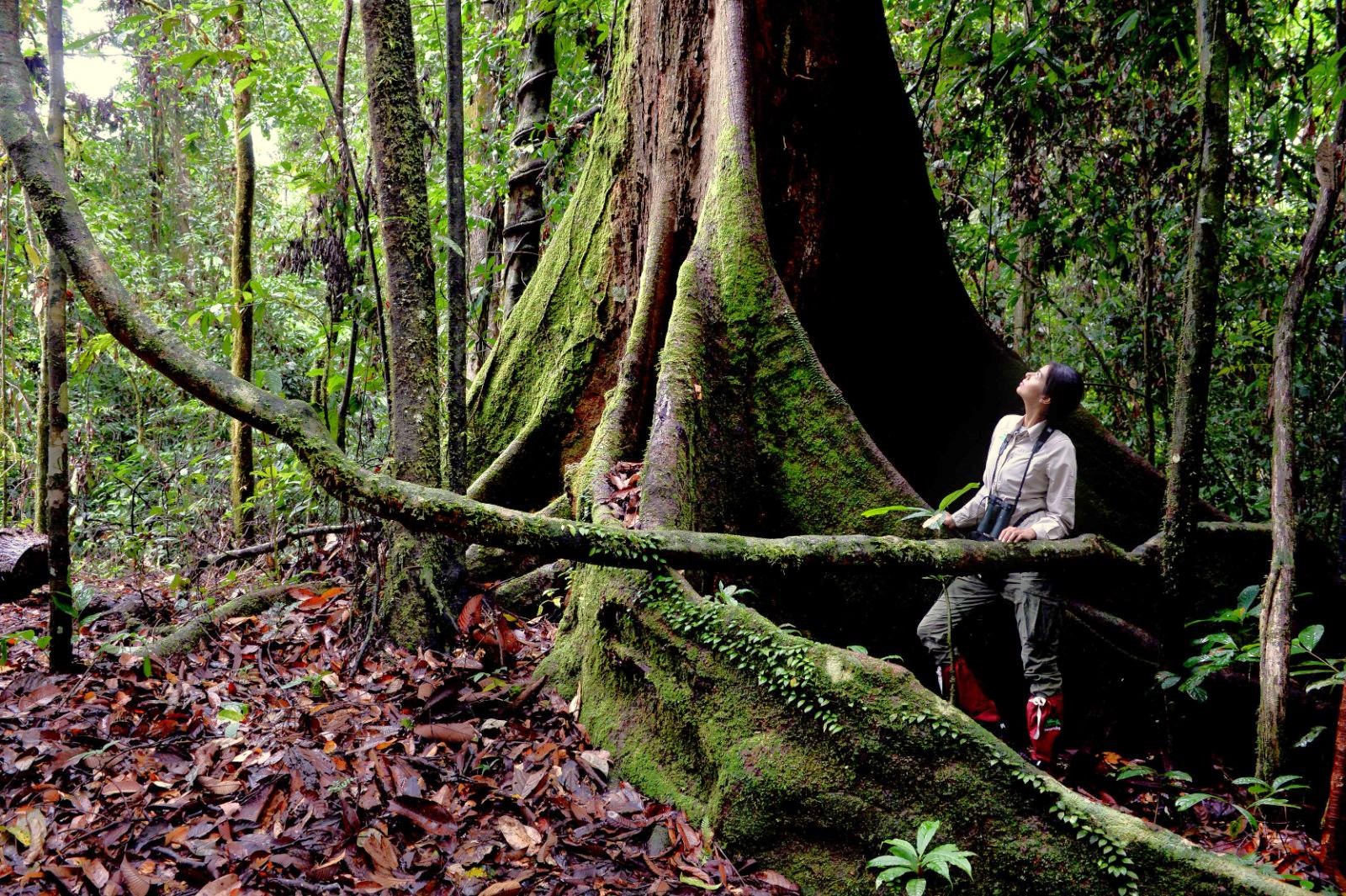 Jungle trekking at Borneo Rainforest Lodge in Malaysia's Danum Valley