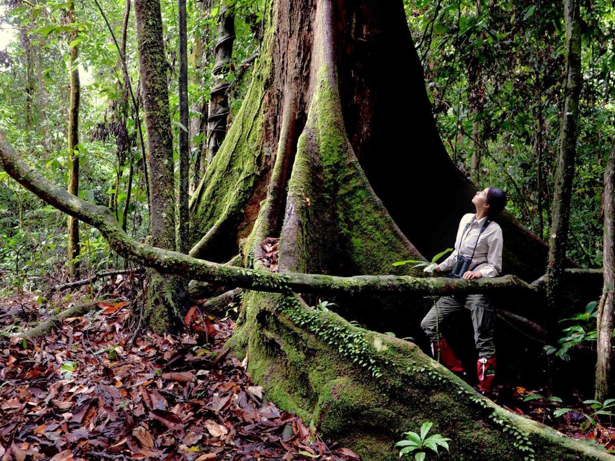 Jungle trekking at Borneo Rainforest Lodge in Malaysia's Danum Valley