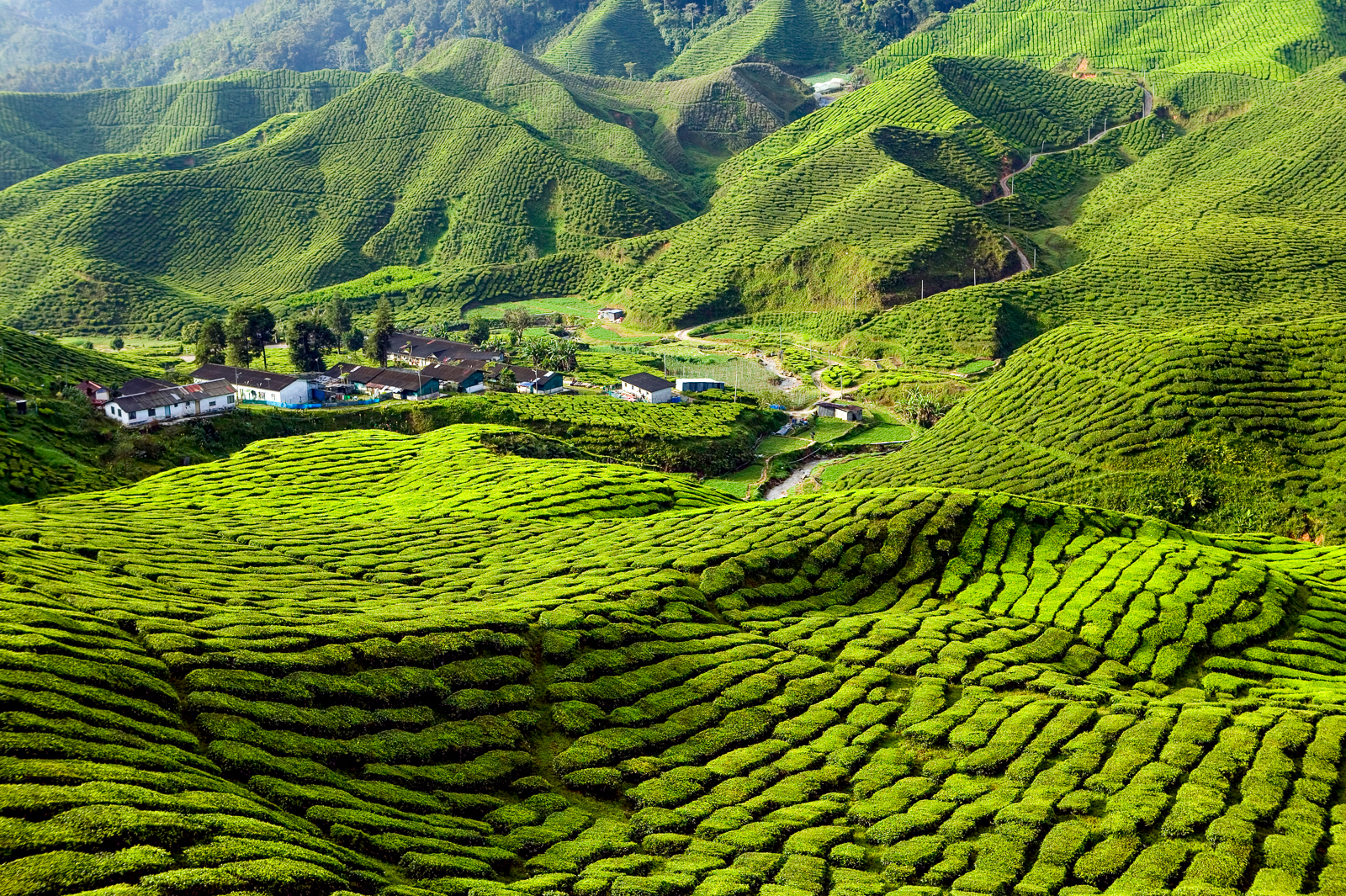 Fields in the Cameron Highlands viewed from the Eastern & Oriental Express