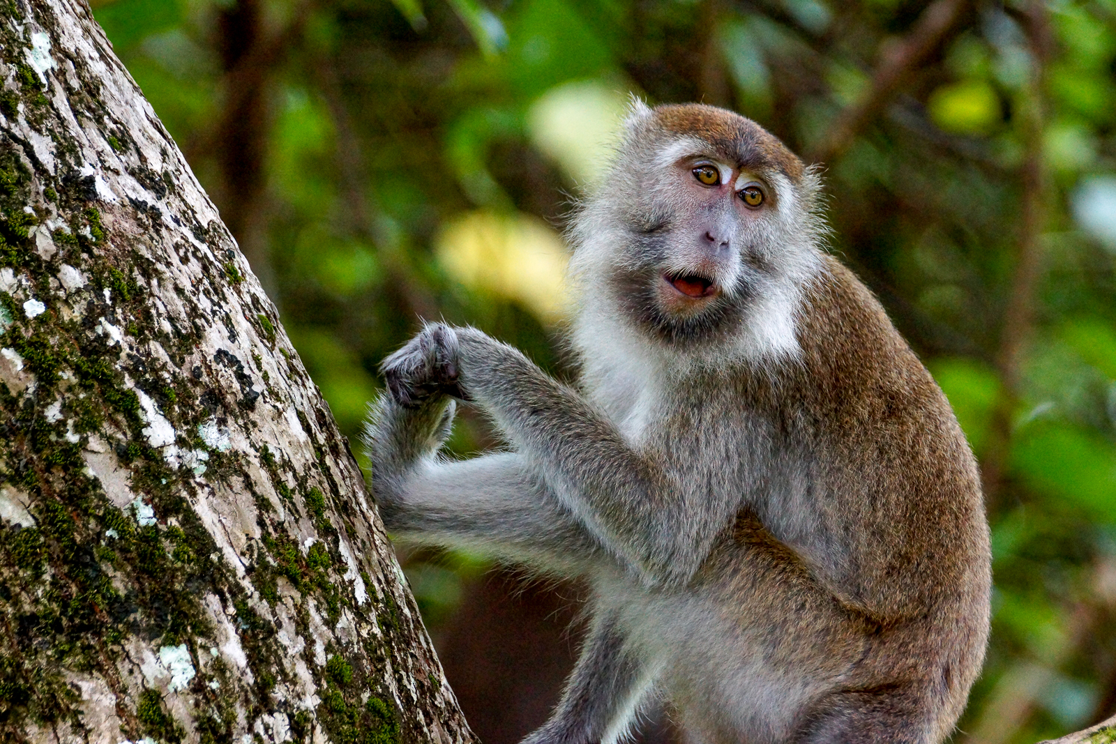 A long tailed macaque spotted in Taman Negara National Park