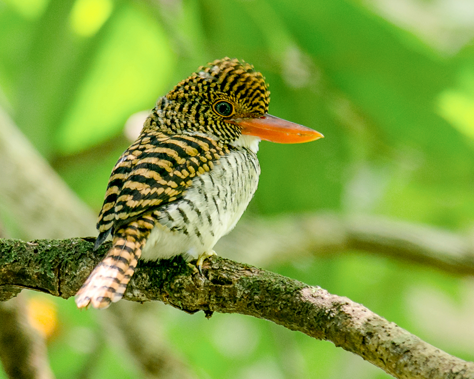 A maned kingfisher spotted in Taman Negara National Park
