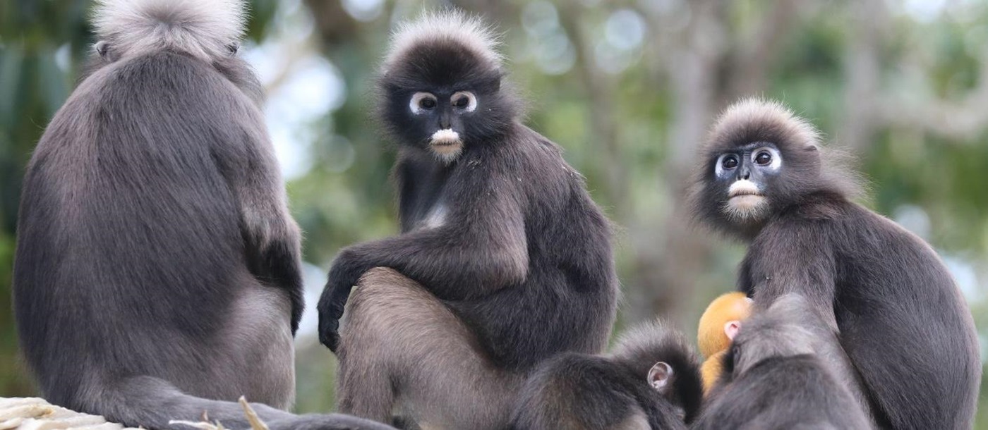 Dusky Langur monkeys in Malaysia