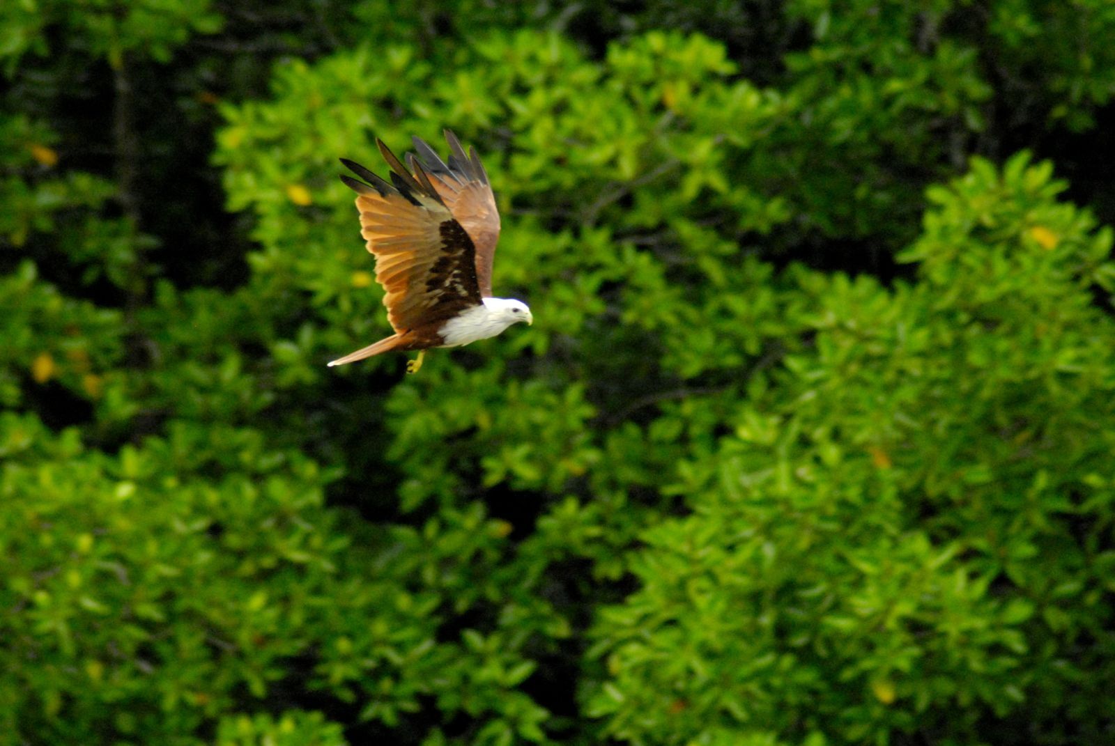 Eagle feeding excursion in Langkawi, Malaysia