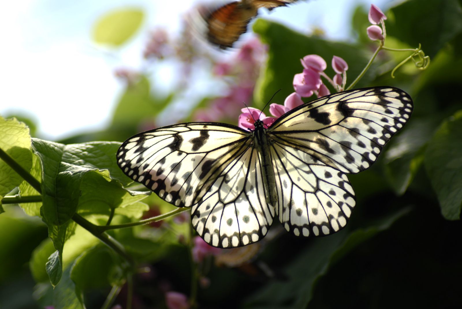 Butterfly farm in the Penang region of Malaysia