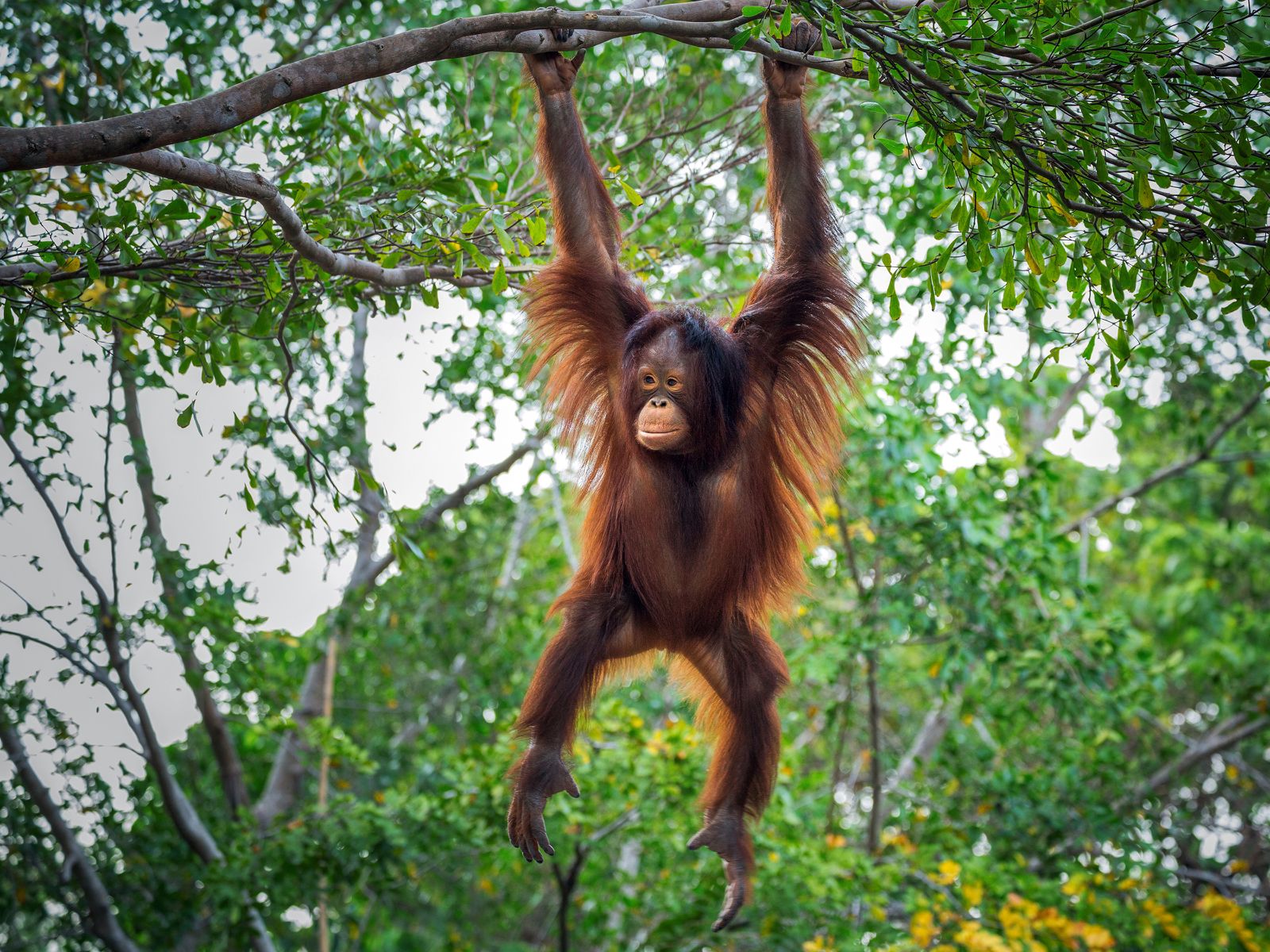 An Orangutan spotted in Borneo, Malaysia
