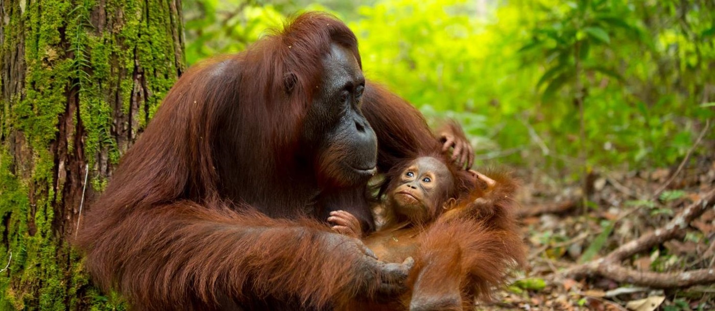 Mother and baby orangutan in Borneo, Malaysia
