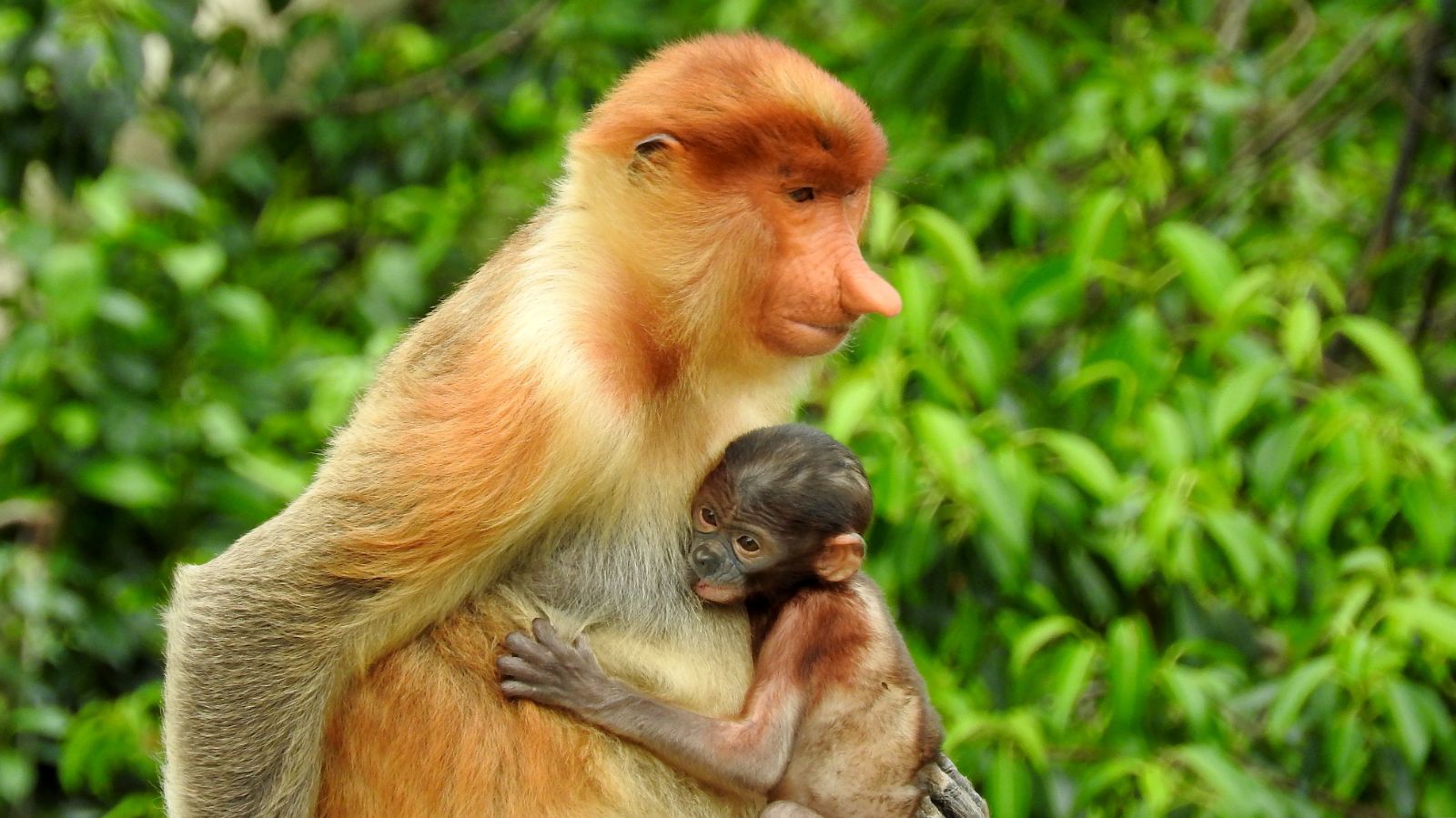 Probiscis moneys in Borneo, Malaysia