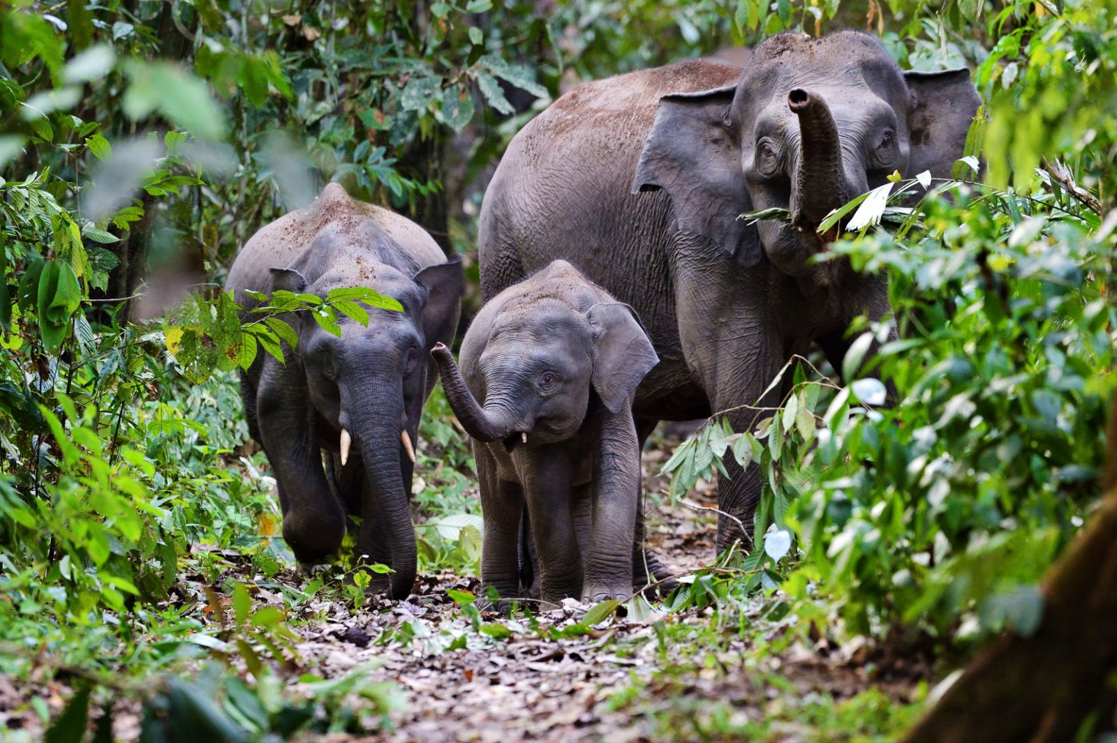 Pygmy elephants on the grounds of Rainforest Lodge in Borneo, Malaysia