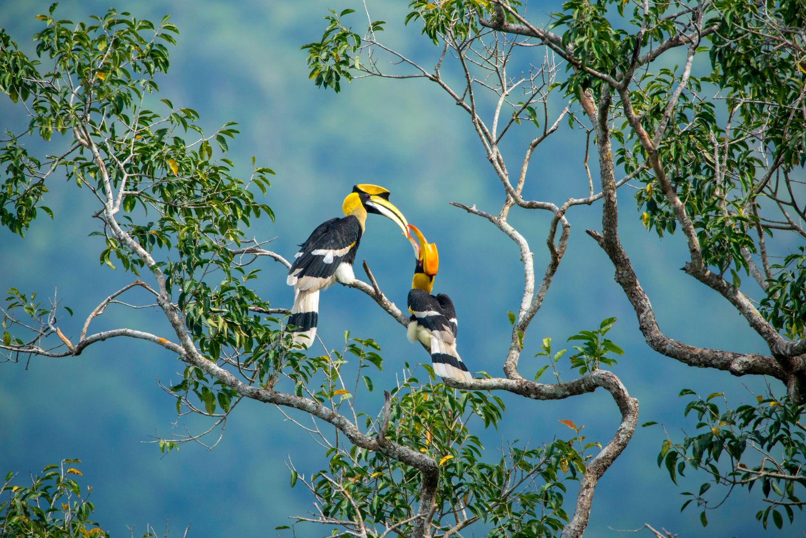 Spoonbills spotted in the Borneo rainforests in Malaysia