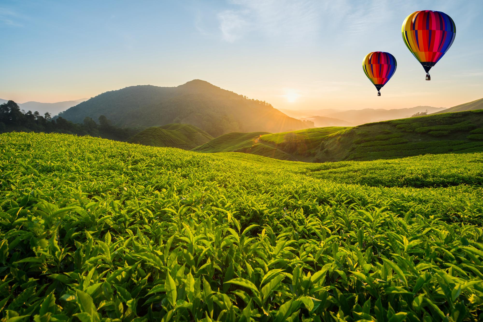 tea plantation in tcameron highlands, malysia