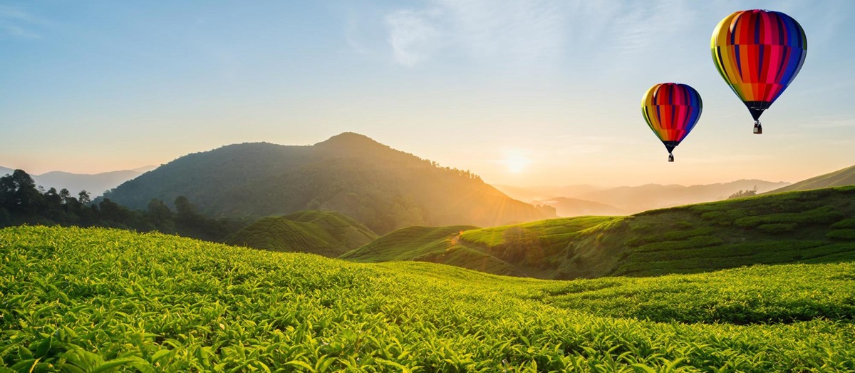Tea plantation in the Cameron Highlands, Malaysia