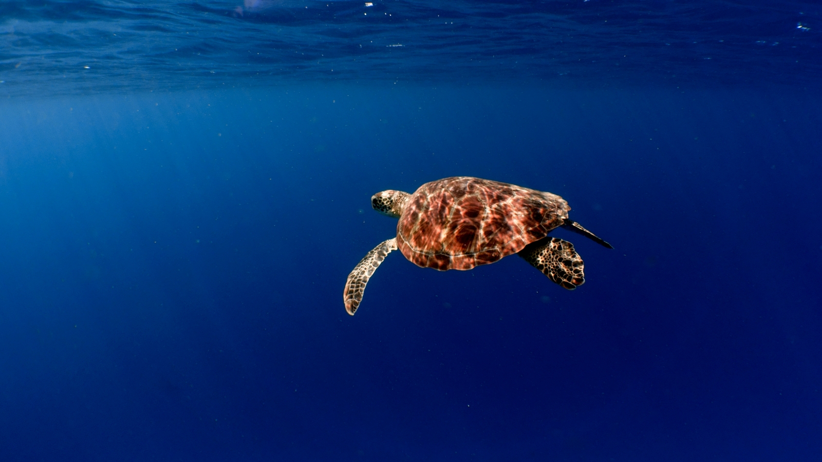 Turtle swimming in the Indian Ocean