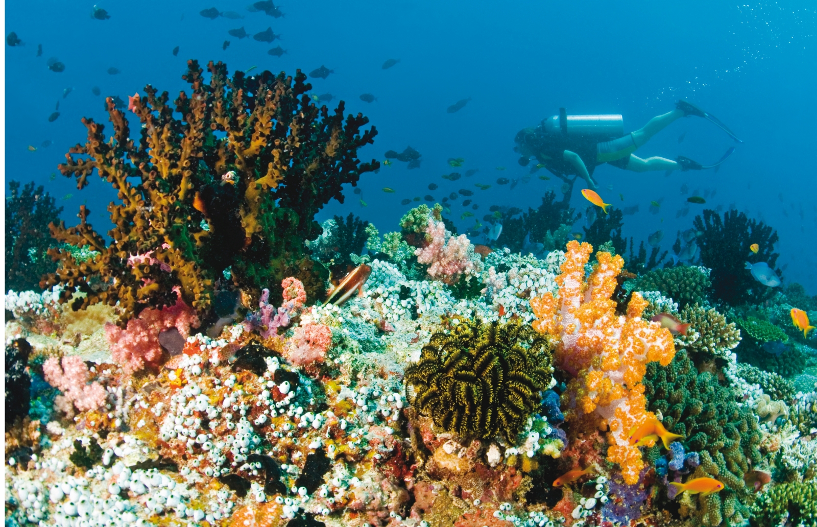 Diver at house reef with coral at Baros