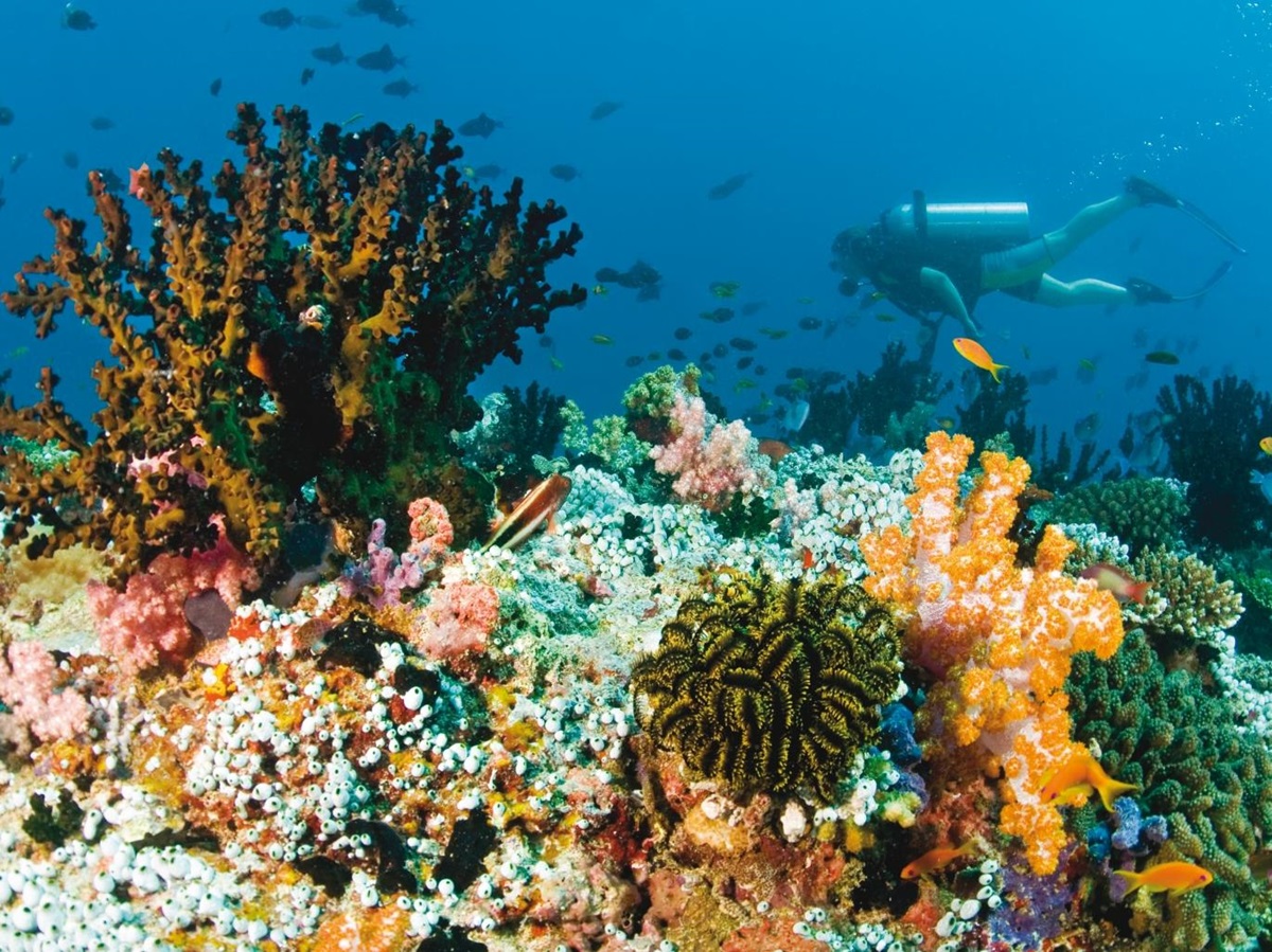 Diver at house reef with coral at Baros