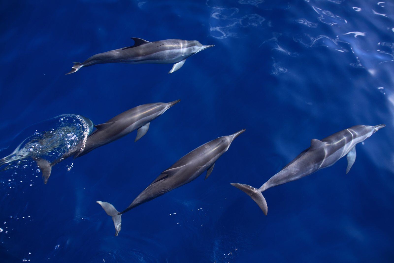 Dolphins in the Indian Ocean