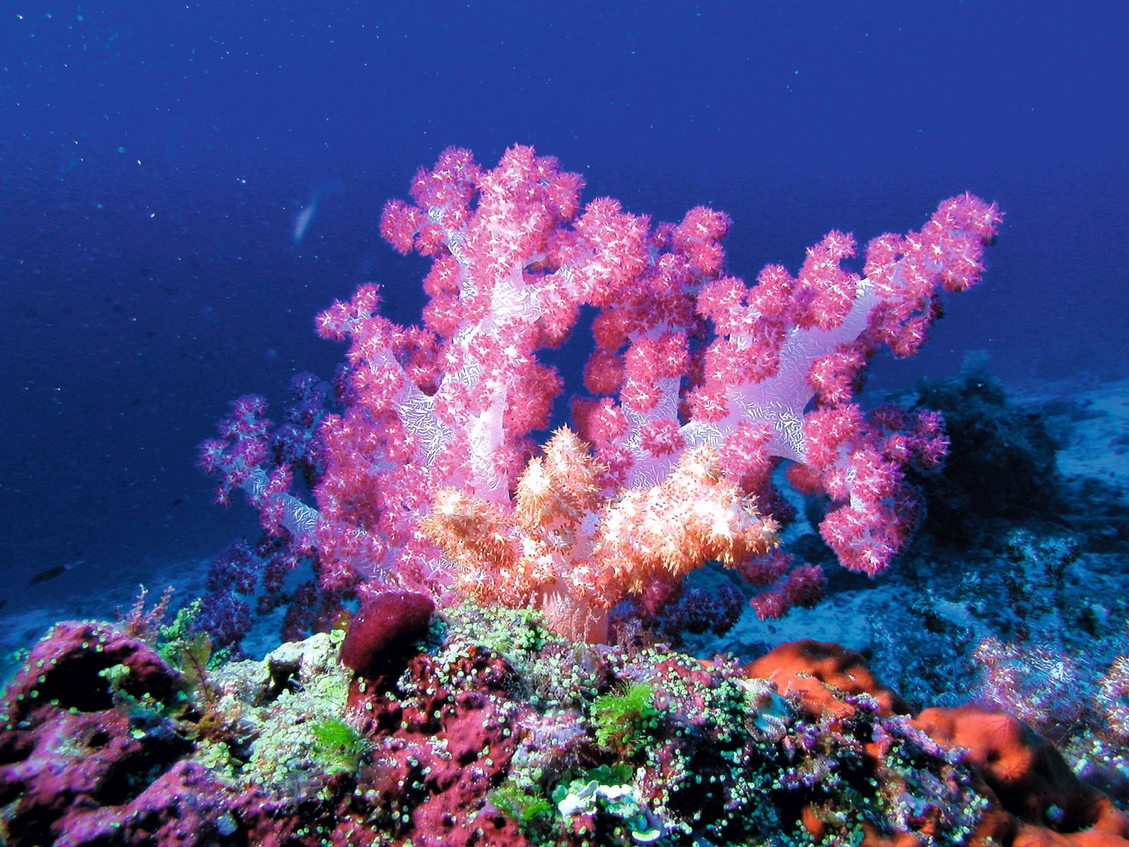 Corals in the Indian Ocean