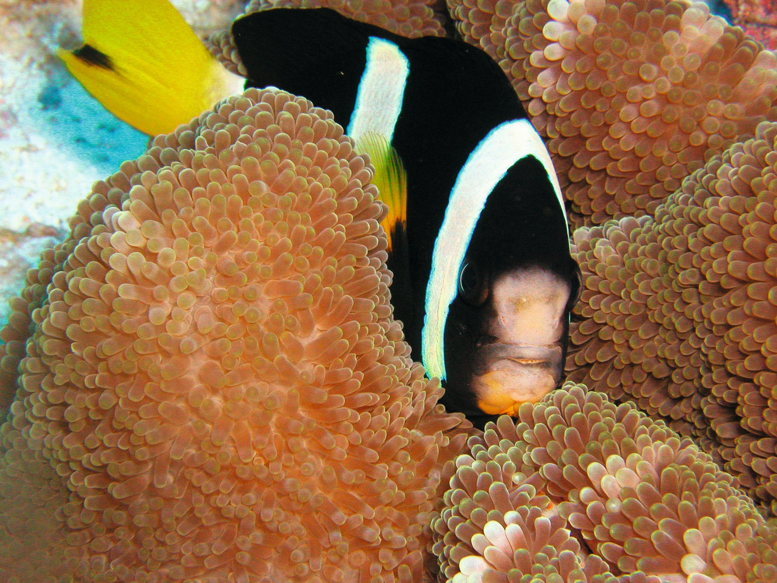 Diving at luxury resort Constance Moofushi in the Maldives