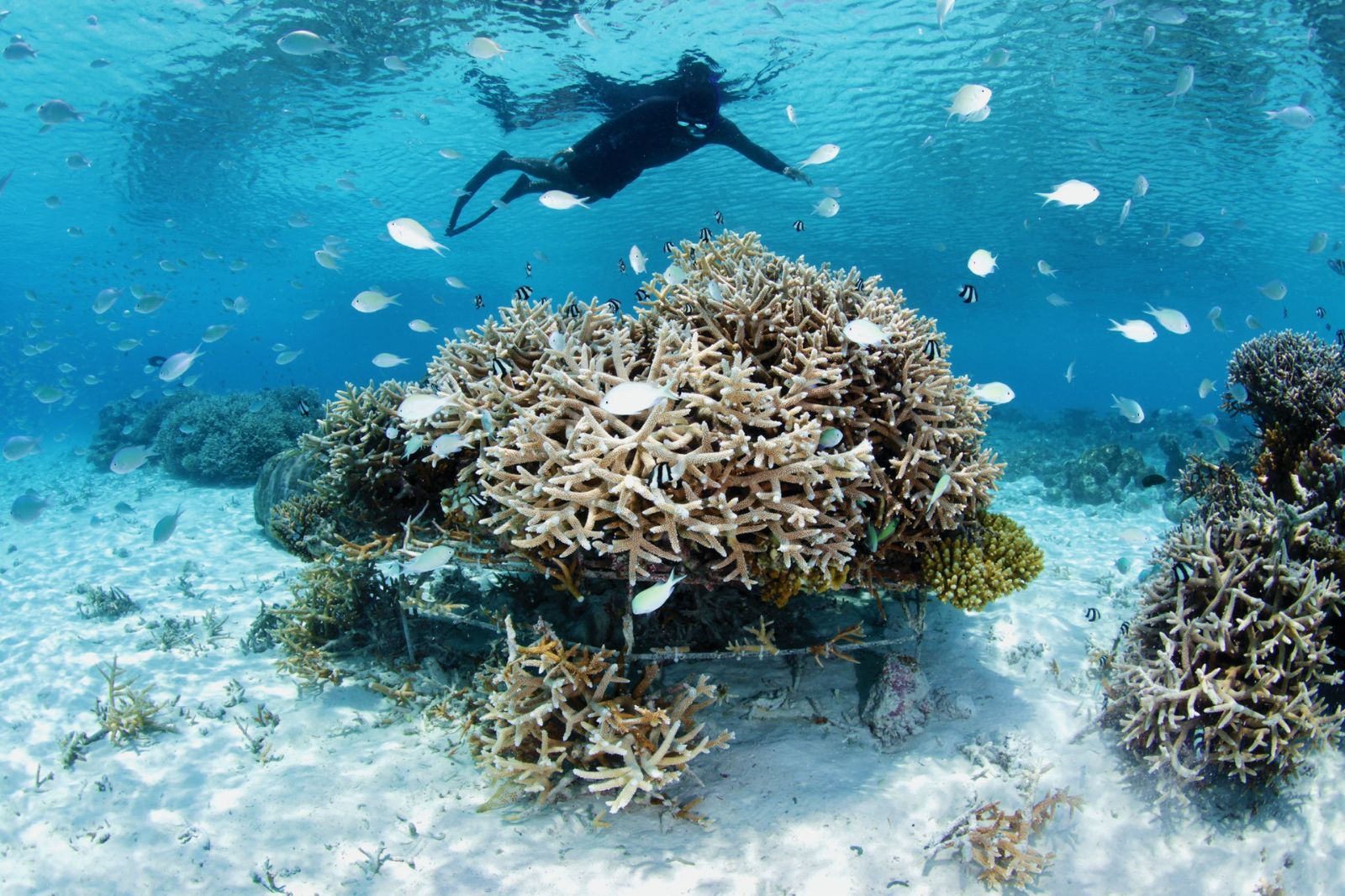 Scuba diver above coral nursery at the Four Seasons Landaa Giraavaru in the Maldives