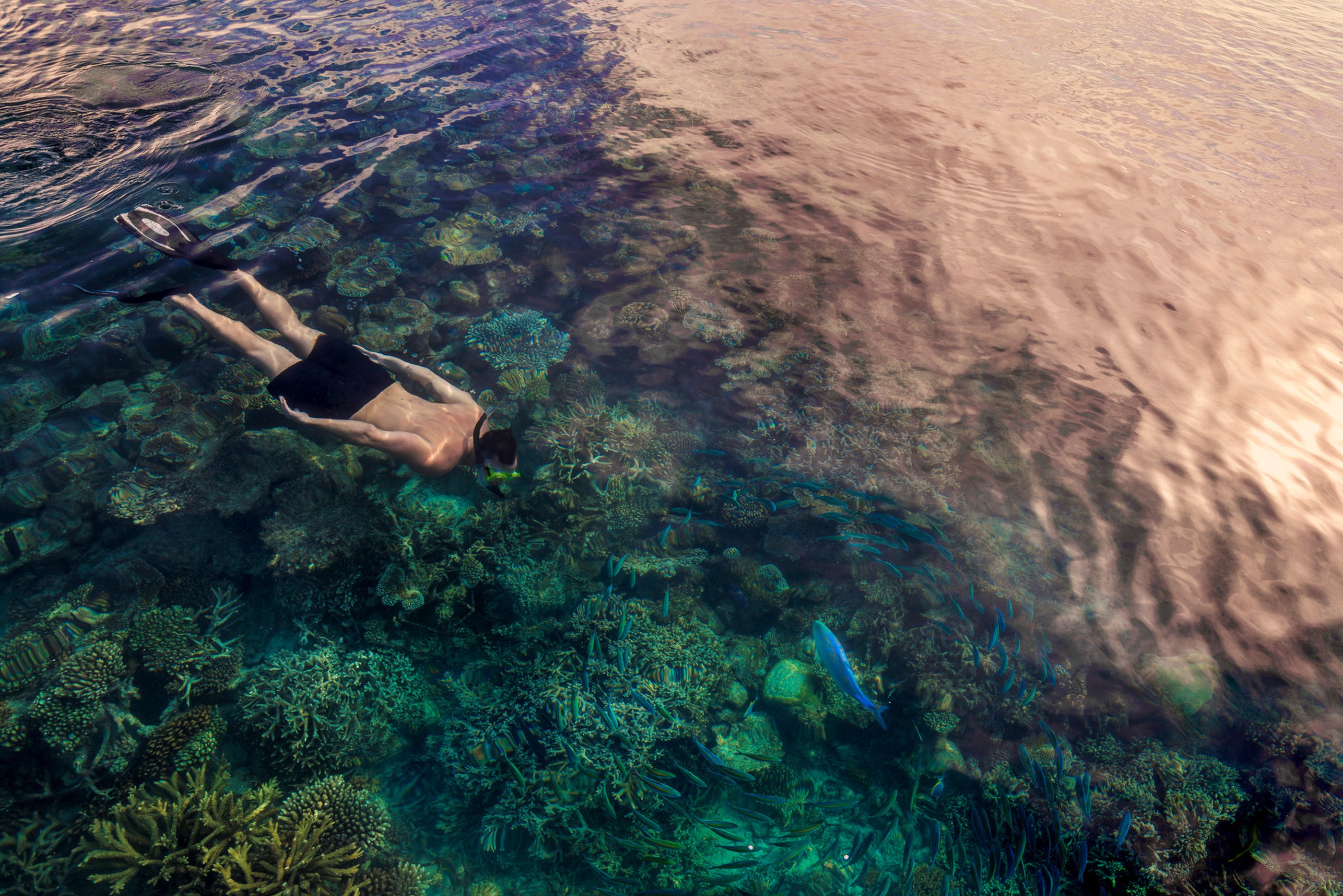 a snorkeler swimming at Four Seasons Landaa Giraavaru, Maldives