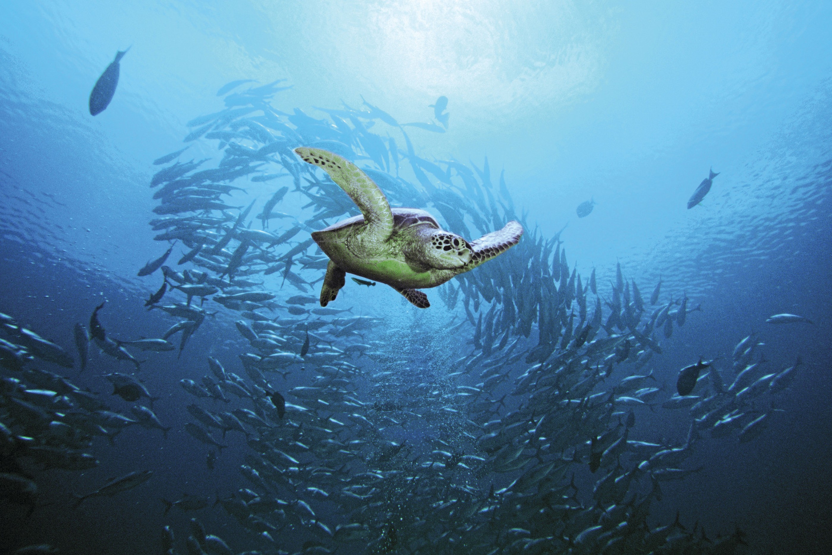 A turtle swimming along the fish near Four Seasons Landaa Giraavaru, Maldives
