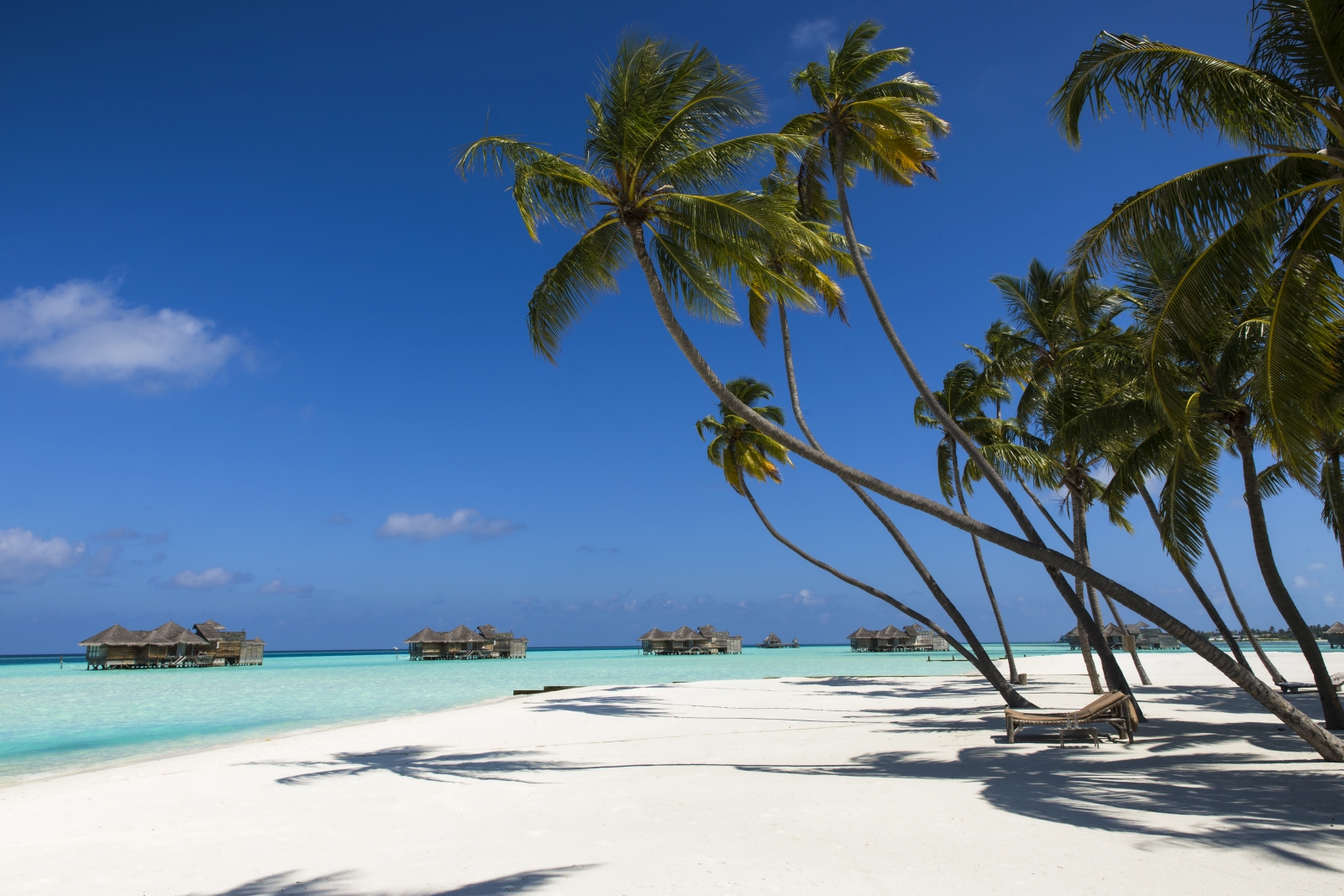Loungers under palm trees on the white sand beach of luxury resort Gili Lankanfushi in the Maldives