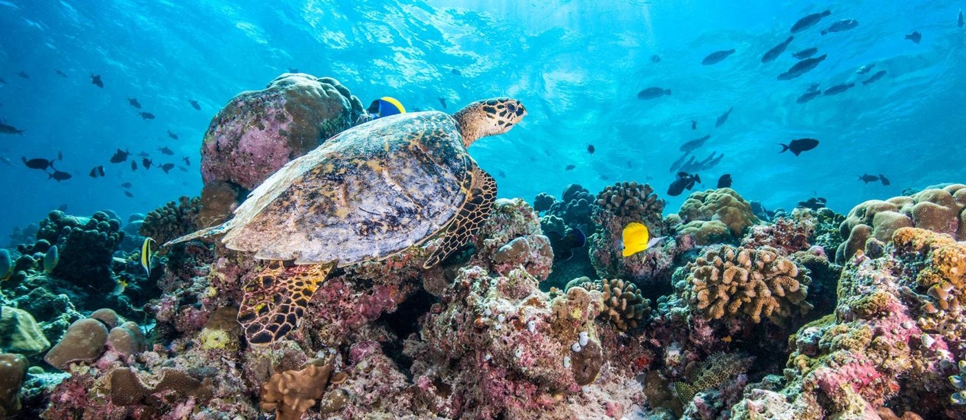A turtle oin front of some coral reefs near Jumeirah Vittaveli, Maldives