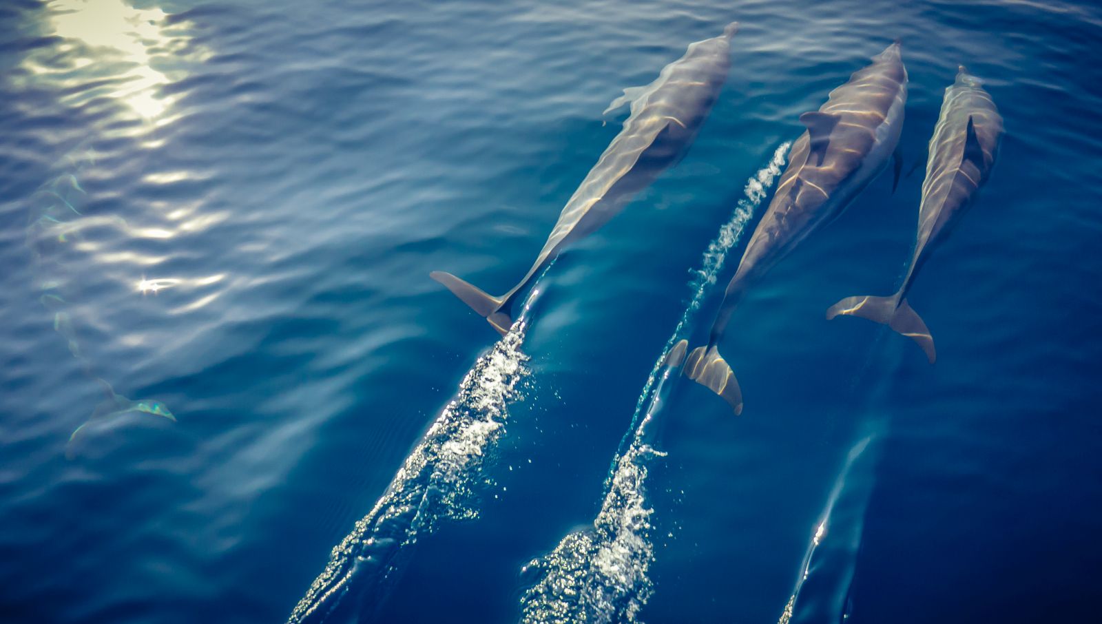Pod of dolphins spotted on a boat trip from Kudadoo Maldives Private Island