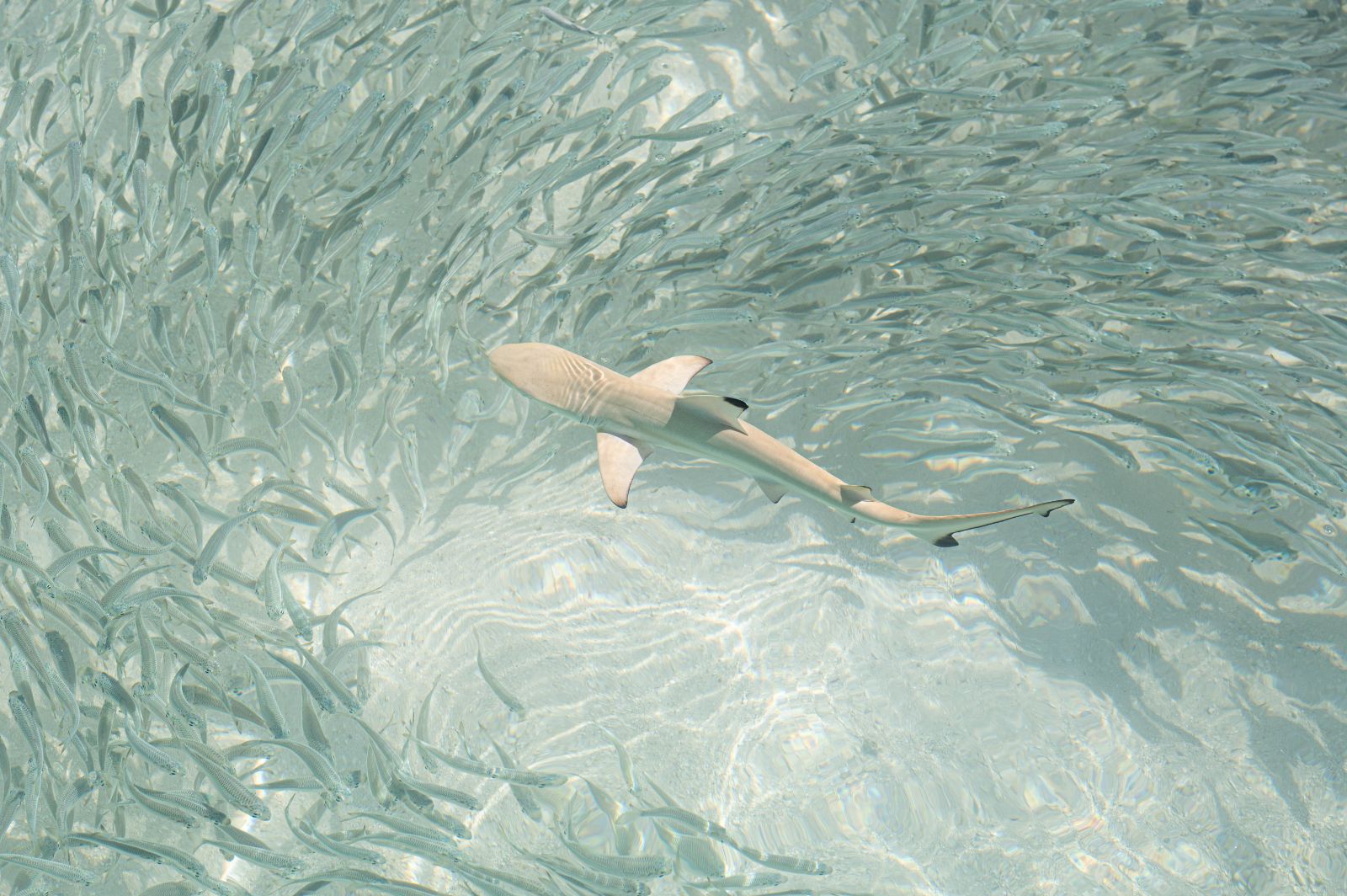 Shark and fish in the waters surrounding Mukunudu Island resort in the Maldives