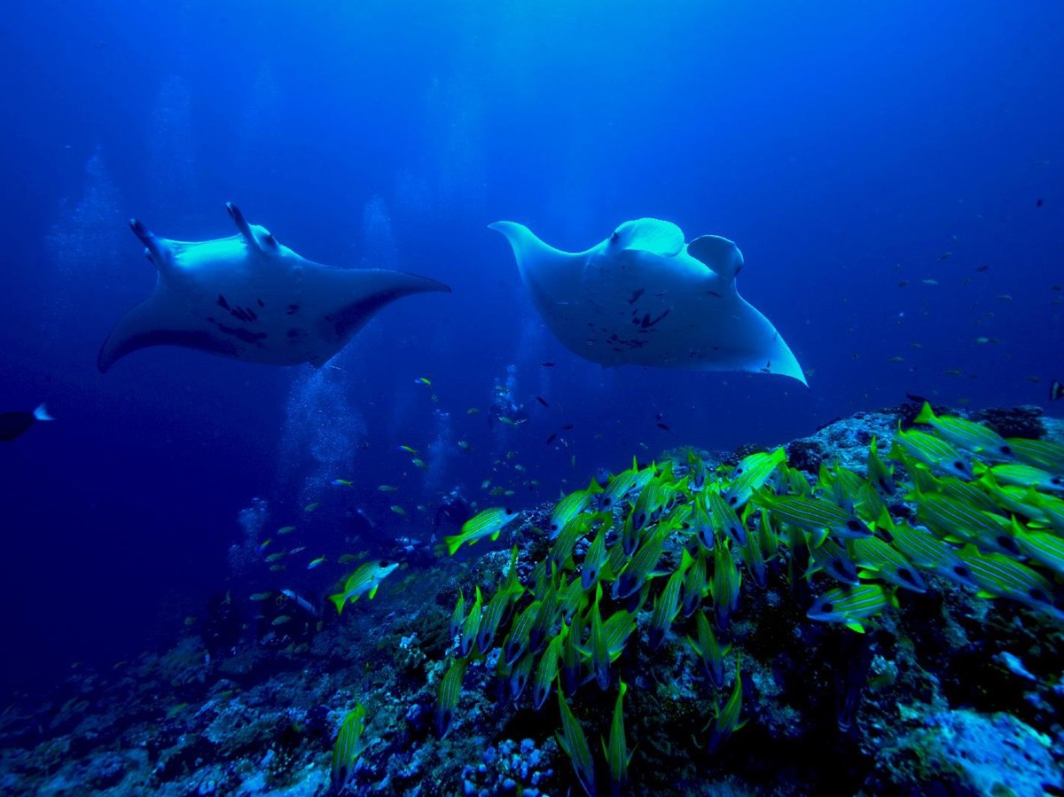 Manta rays seen by divers at Oblu by Atmopshere at Helengeli Maldives