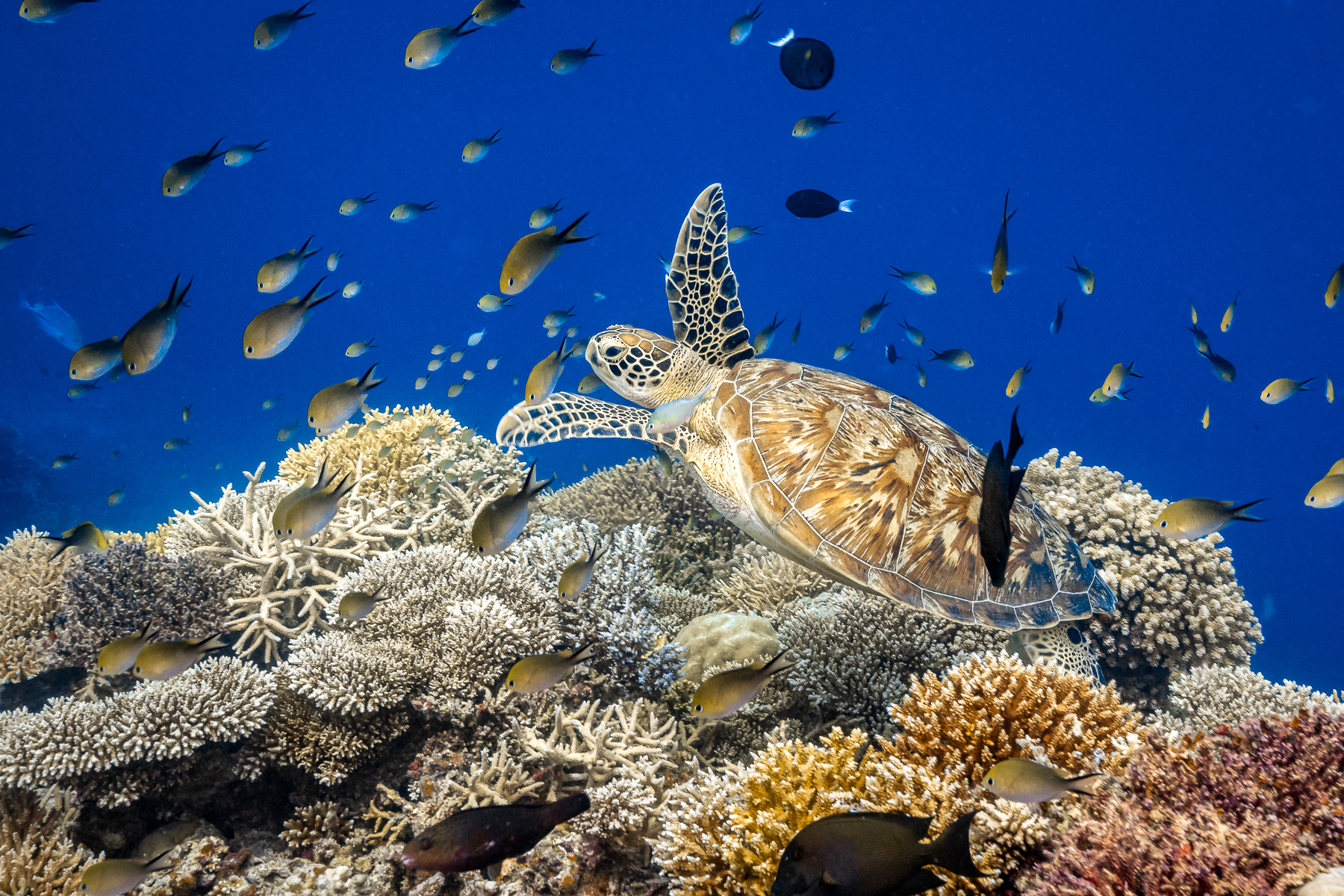 Turtle on the house reef at Park Hyatt Maldives Hadahaa