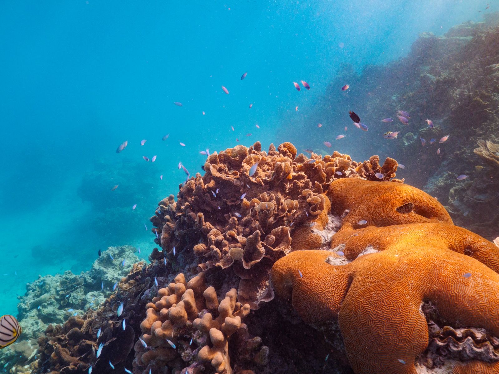 Coral reefs spotted on a diving excursion from Ritz Carlton Maldives