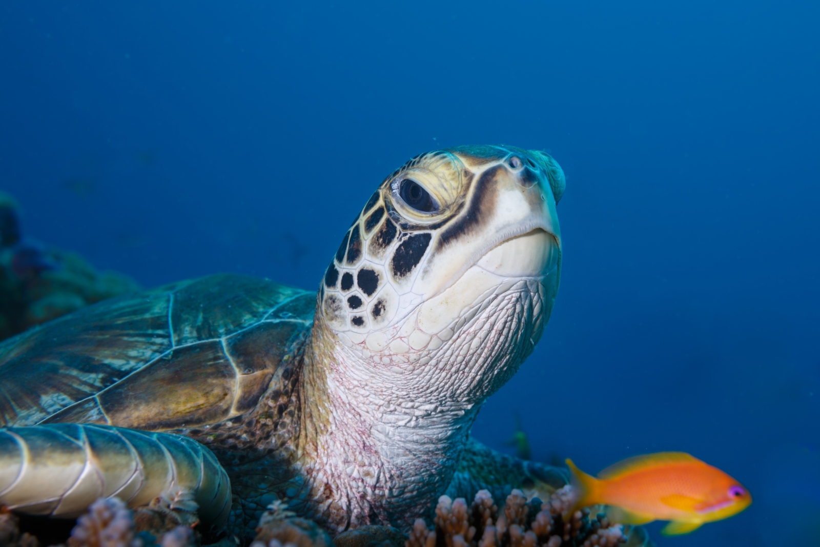 Turtle looking into the camera in the Indian Ocean