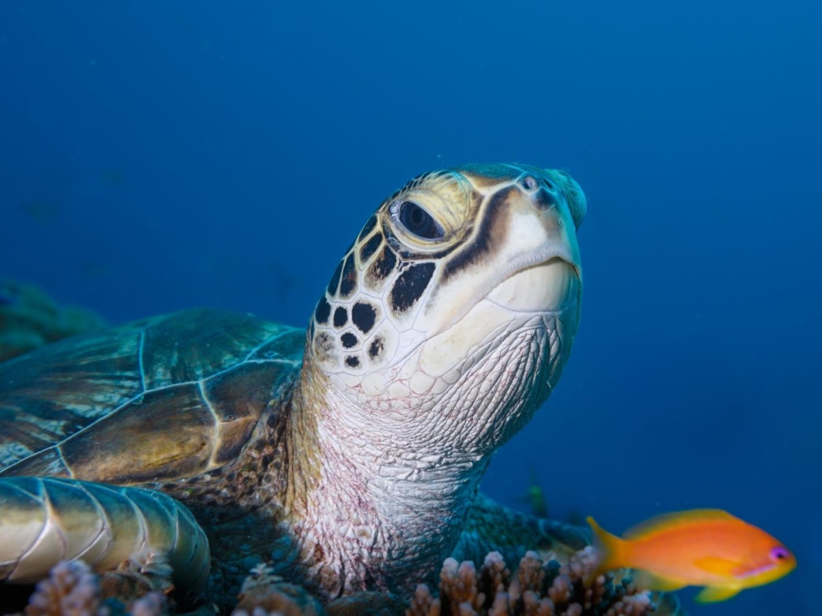 Turtle looking into the camera in the Indian Ocean