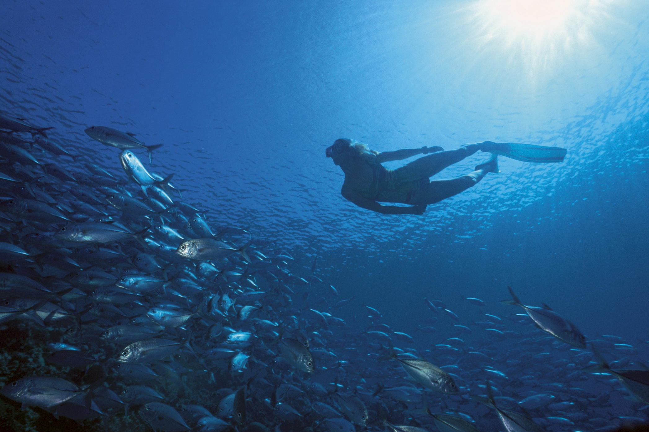 Diver following a school of fish underwater at Soneva Jani