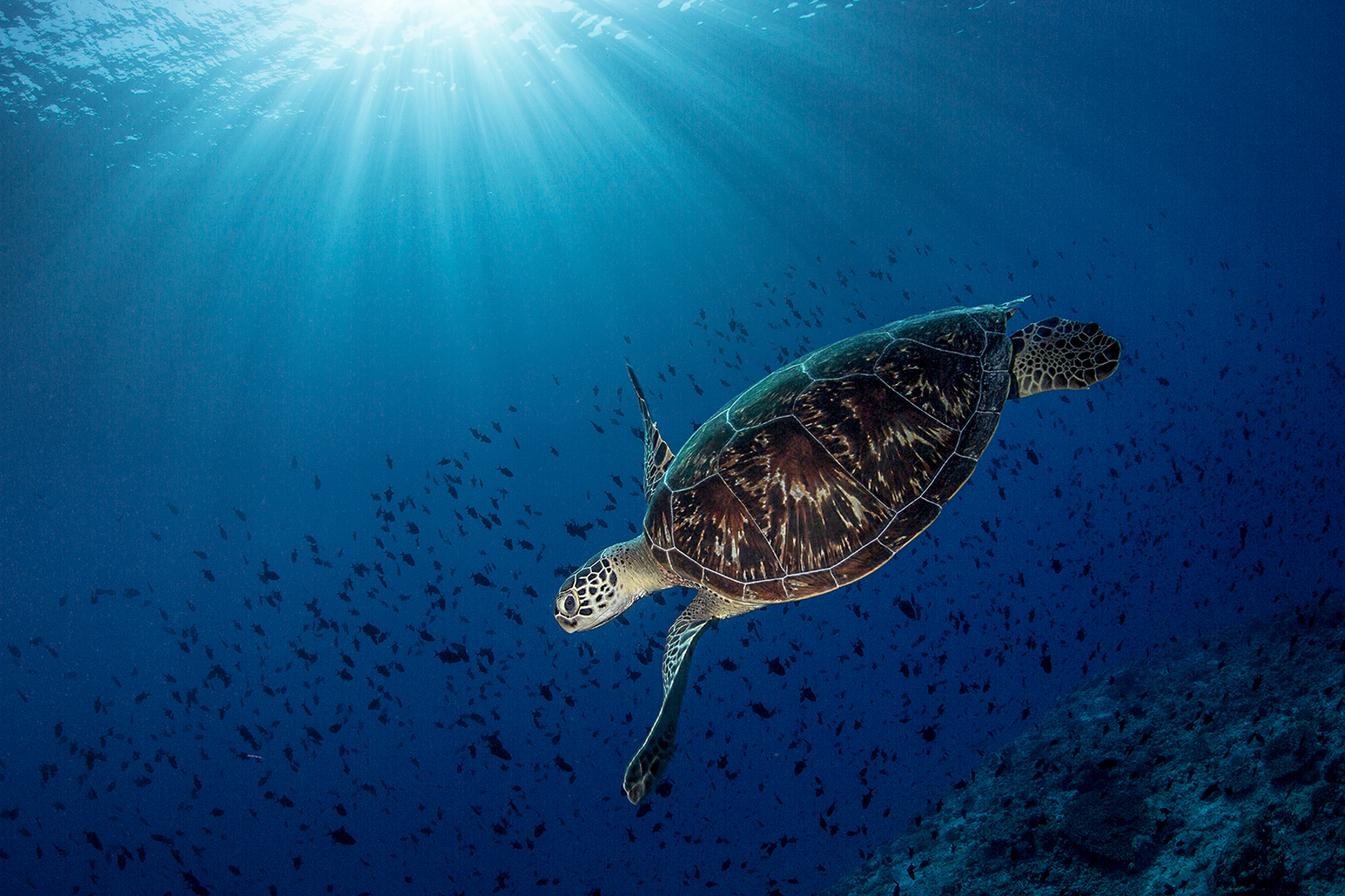 A turtle spotted while diving at Soneva Secret 2024 in the Maldives