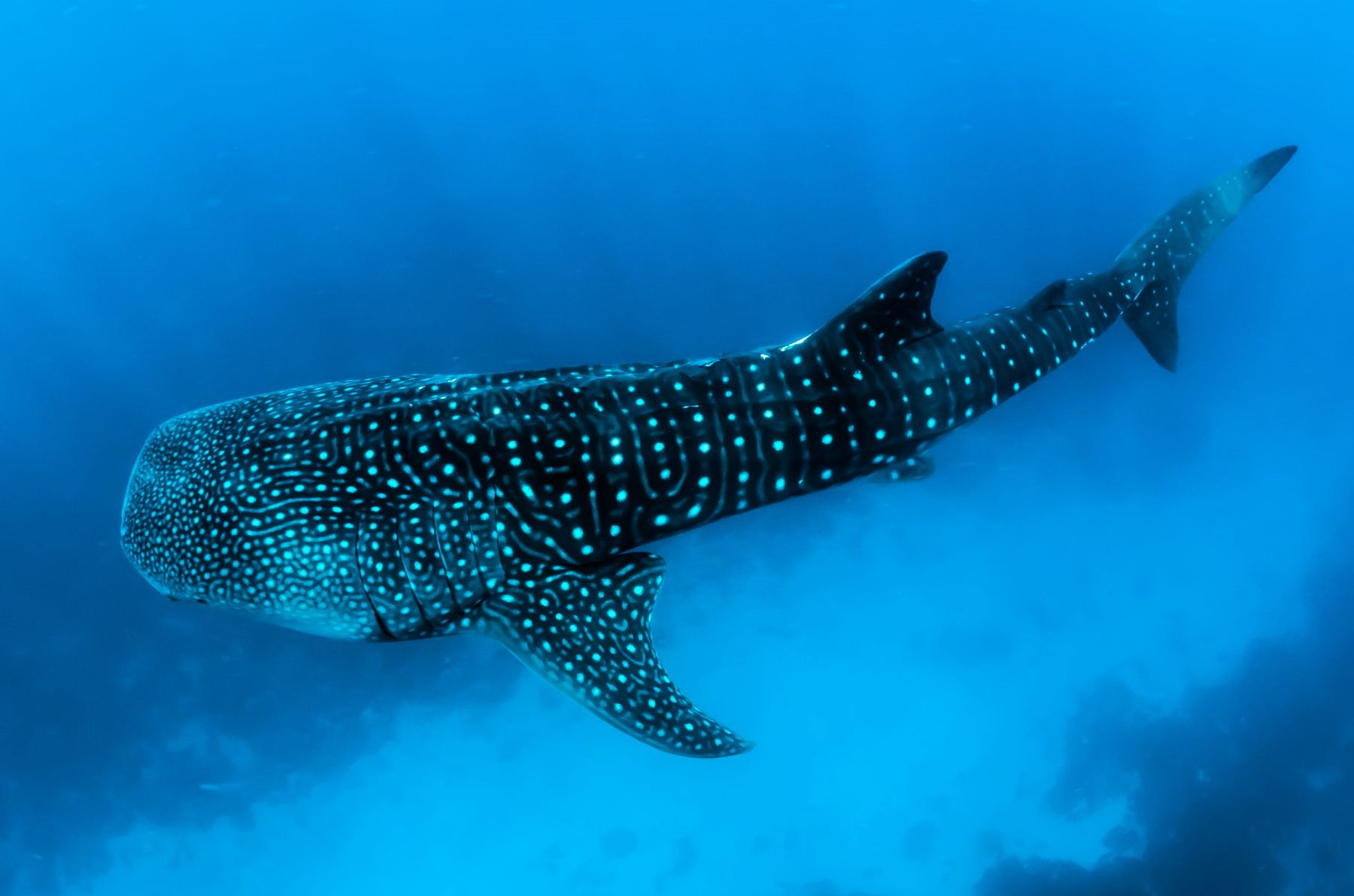 A whale shark in the Maldives
