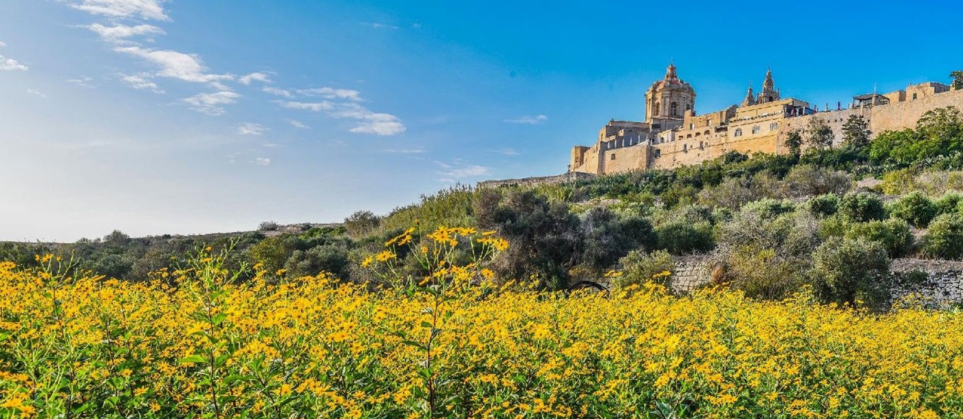 Field of yellow wildflowers surrounding the ancient city of Mdina in Malta