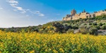 Field of yellow wildflowers surrounding the ancient city of Mdina in Malta