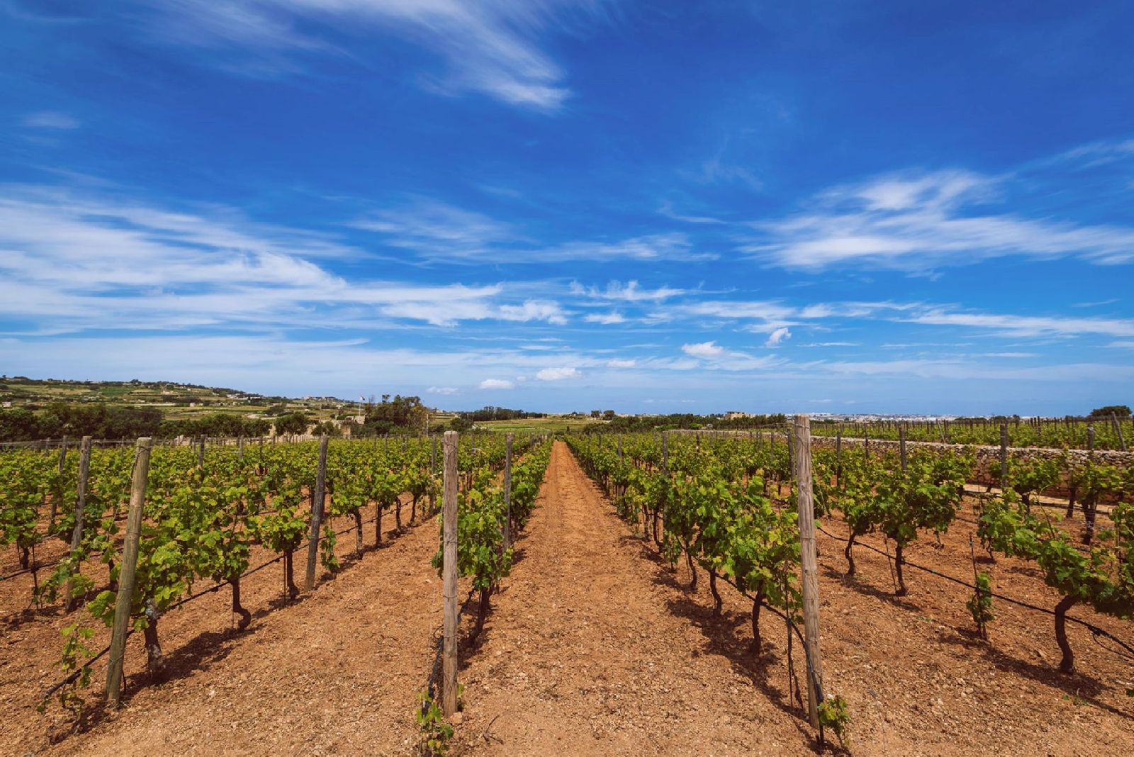 Vineyards in rural Malta