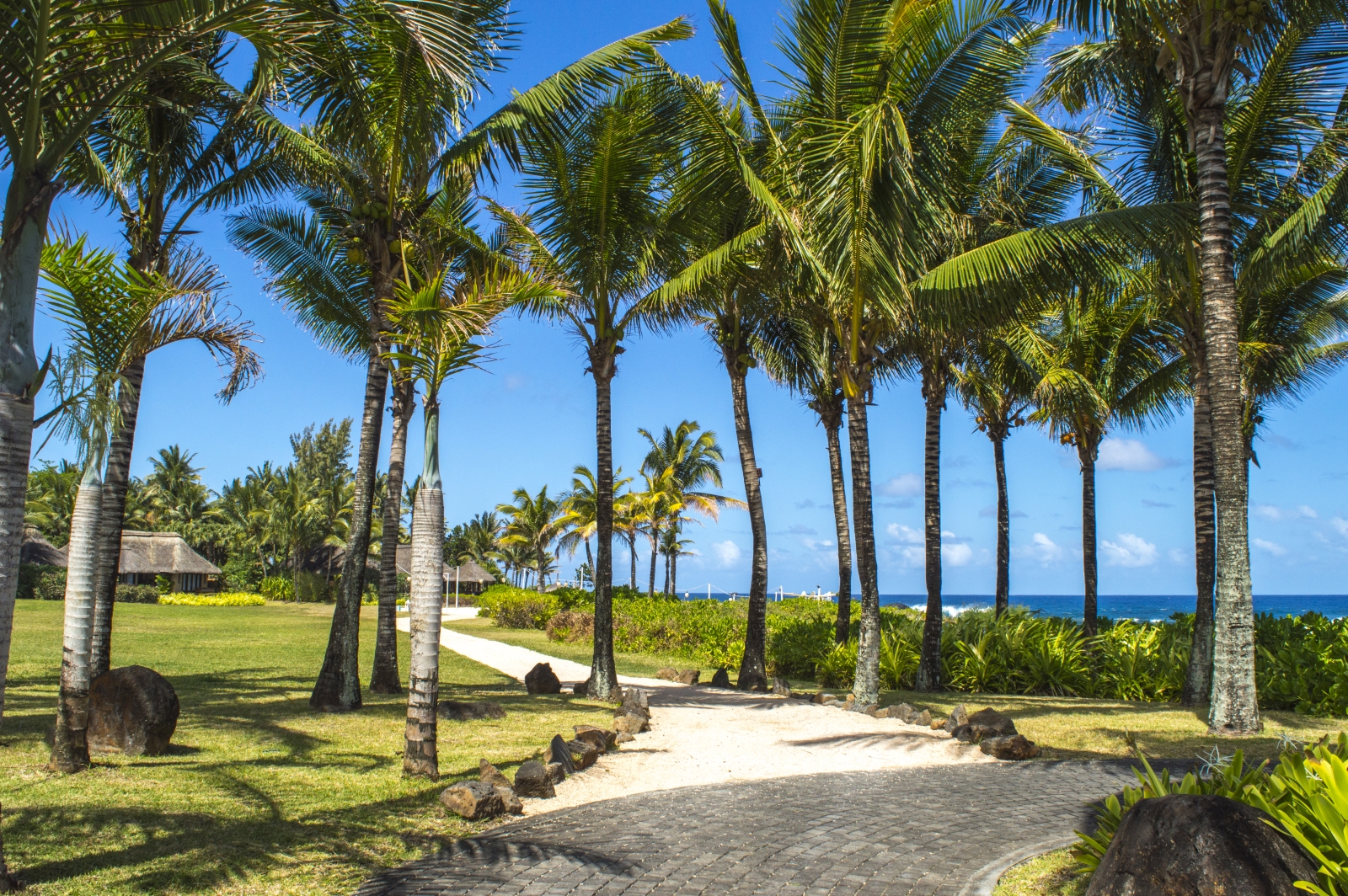 pathway through palm trees on a sunny day next to the sea