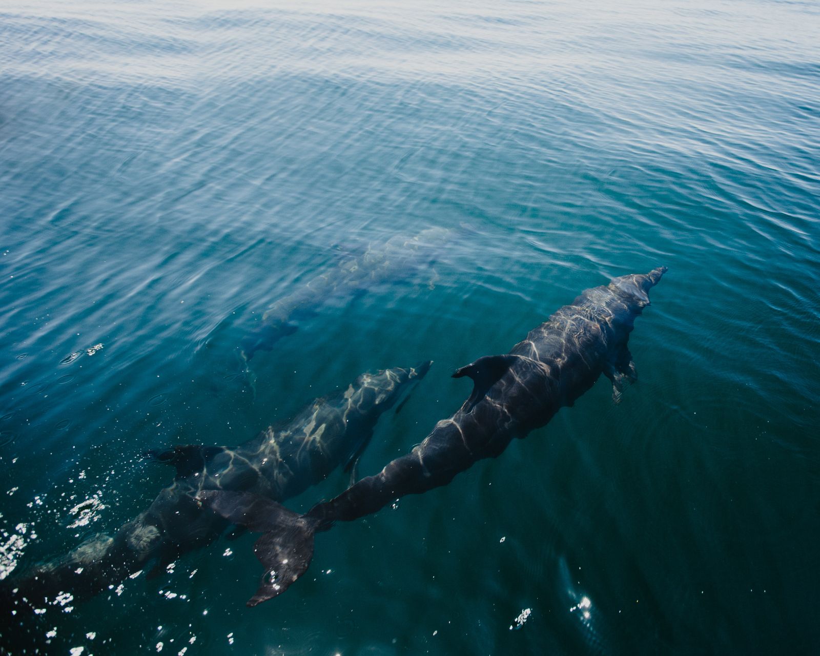 Dolphins spotted on the grounds of Cuixmala on Mexico's Pacific coast