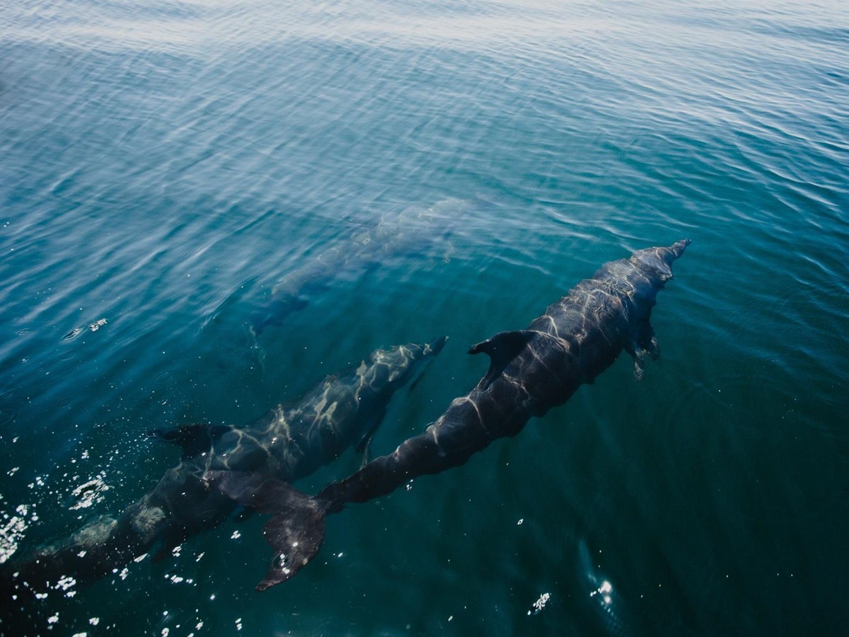 Dolphins spotted on the grounds of Cuixmala on Mexico's Pacific coast