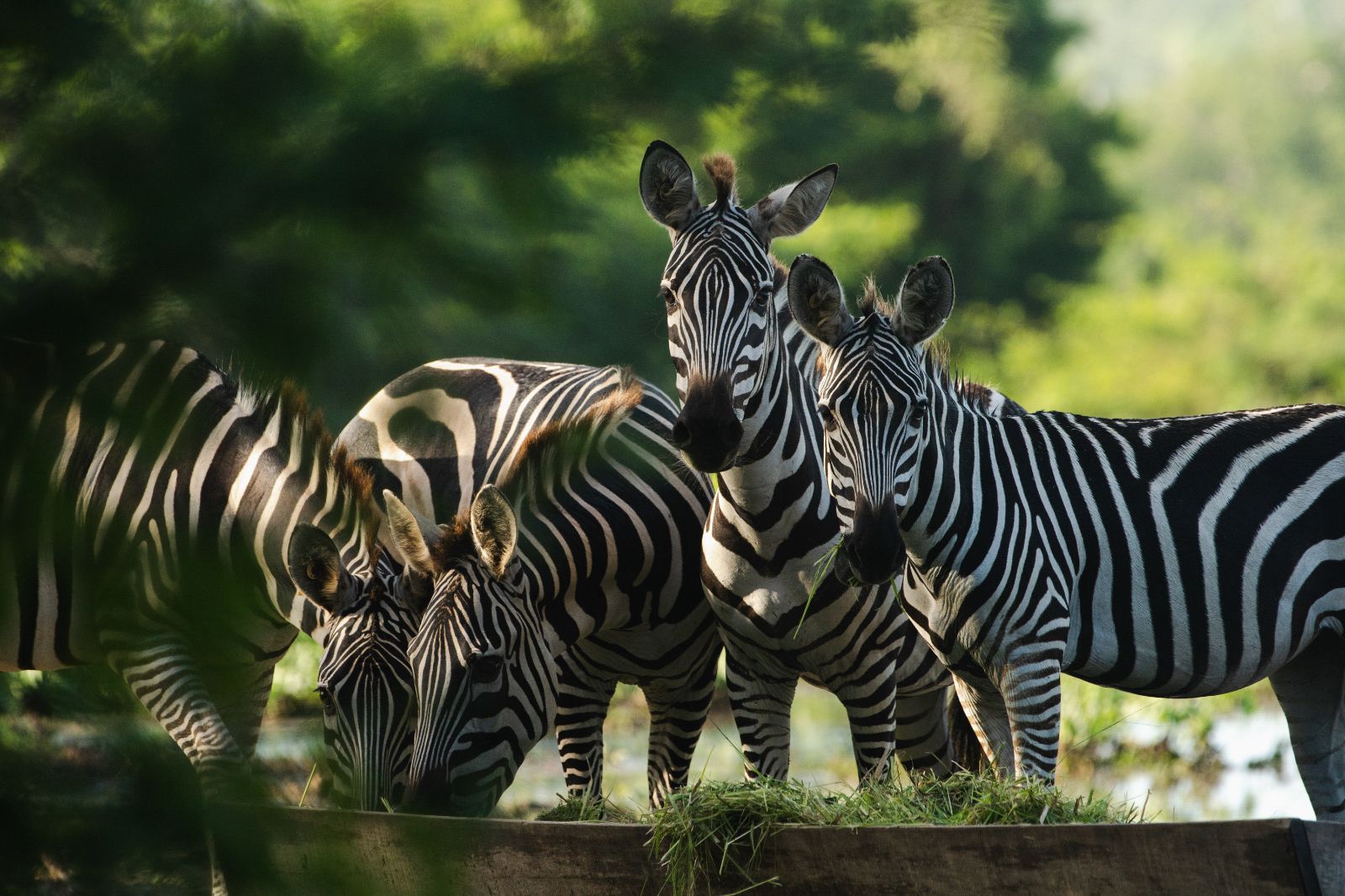 Zebras spotted on the grounds of Cuixmala on Mexico's Pacific Coast
