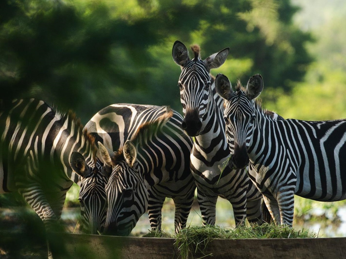 Zebras spotted on the grounds of Cuixmala on Mexico's Pacific Coast